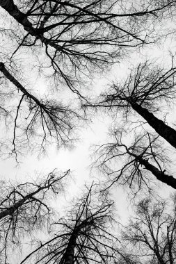 Bir huş ağacı ormanının dipten görünüşü