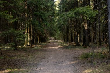 Yoğun kozalaklı orman manzarası. Uzağa giden bir yol var.
