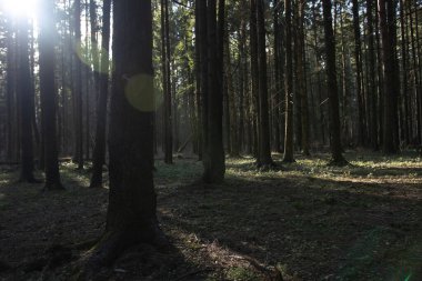 Güneş ışınları ile yoğun kozalaklı orman manzarası