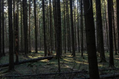 Güneş ışınları ile yoğun kozalaklı orman manzarası