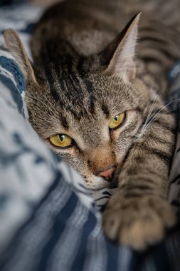 Çizgili kedi yatakta yatar ve yırtıcı bir görünüm takınır