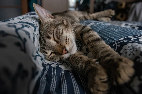 Striped Cat Lies Bed — Stock Photo, Image