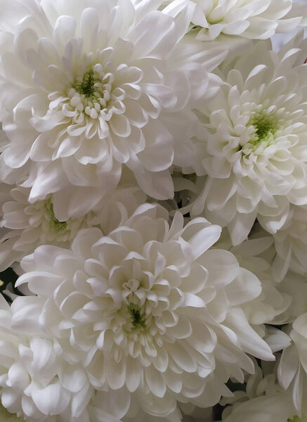 bouquet of large white chrysanthemums