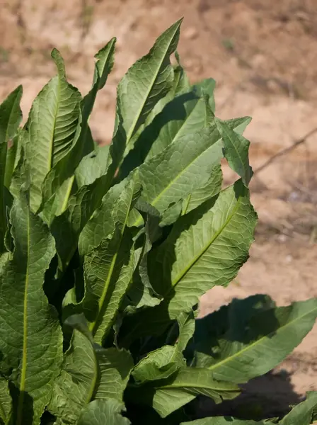 Grandes Hojas Rábano Picante Verde Aire Libre —  Fotos de Stock