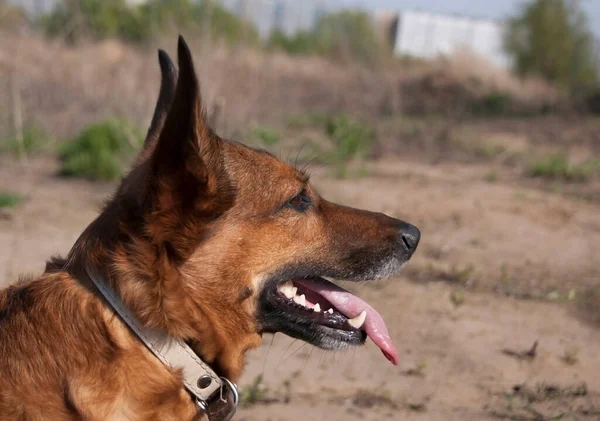 Cão Marrom Tamanho Médio Perfil — Fotografia de Stock