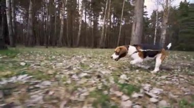 Av Köpeği Bahar Parkı 'nda koşar.