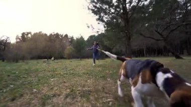 Aktif ve enerjik av köpeği baharda bir parkta yeşil çimenler boyunca koşar. Aktif ve enerjik av köpeği baharda bir parkta yeşil çimenler boyunca koşar. Neşeli hostesi Ağır çekim. Buharlı çekim.