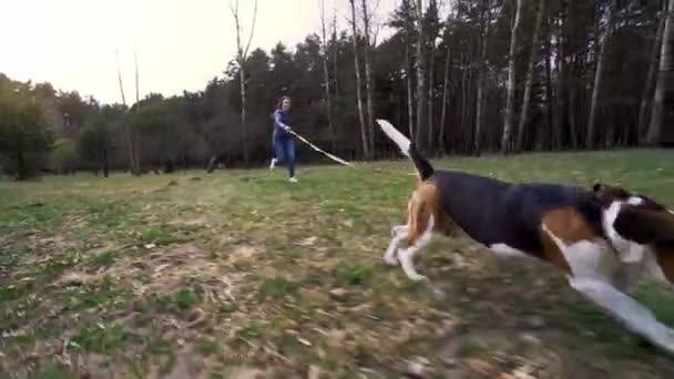 Aktywny Energiczny Pies Gończy Biegnie Wiosną Zielonej Trawie Parku Aktywny — Wideo stockowe
