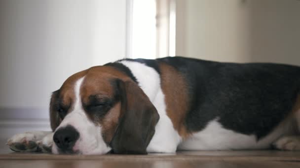 Perro Beagle Dormido Cansado Yace Suelo Madera Una Sala Estar — Vídeos de Stock