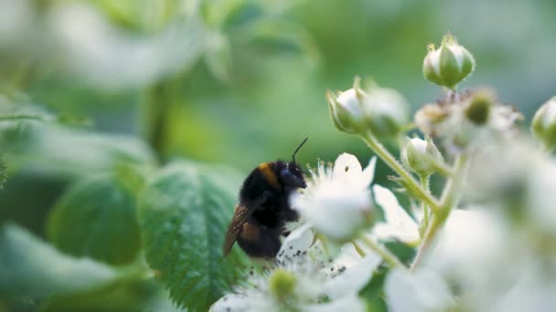 Close Uma Abelha Coletando Néctar Uma Flor Amora Branca Primavera — Vídeo de Stock