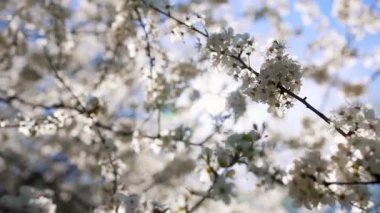 Güneşli bir günde açan kiraz dalı mavi gökyüzünün arka planında rüzgarda sallanır. Baharın gelişi ve doğanın uyanışı..