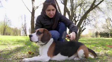 Bir kız köpeğini bir fırçayla çimenlikte kaşır. Hayvan dostu kavram. Yavaş çekim.