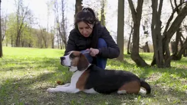 Hayvan bakımı. Köpek tüyü. Güneşli bir günde çimlerde köpeğini tarayan bir kız. Yavaş çekim.