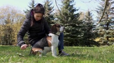 Bir kız köpeğini bir fırçayla çimenlikte kaşır. Hayvan dostu kavram. Yavaş çekim.