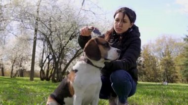 Hayvan bakımı. Köpek tüyü. Güneşli bir günde çimlerde köpeğini tarayan bir kız. Yavaş çekim.