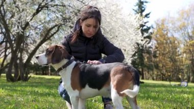 Hayvan bakımı. Köpek tüyü. Güneşli bir günde çimlerde köpeğini tarayan bir kız. Yavaş çekim.