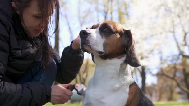 Een Meisje Krabt Haar Hond Het Gazon Met Een Borstel — Stockvideo