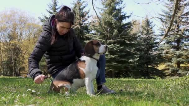 Uma Rapariga Arranha Cão Relvado Com Uma Escova Conceito Amigo — Vídeo de Stock
