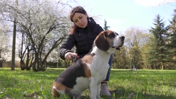 Állatsimogatás Kutyaszőr Fésülködés Egy Lány Fésüli Beagle Jét Gyepen Egy — Stock videók