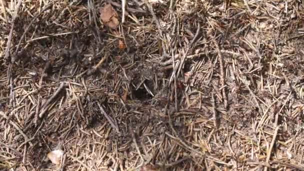 Grote Mierenhoop Met Kolonie Mieren Het Zomerwoud — Stockvideo