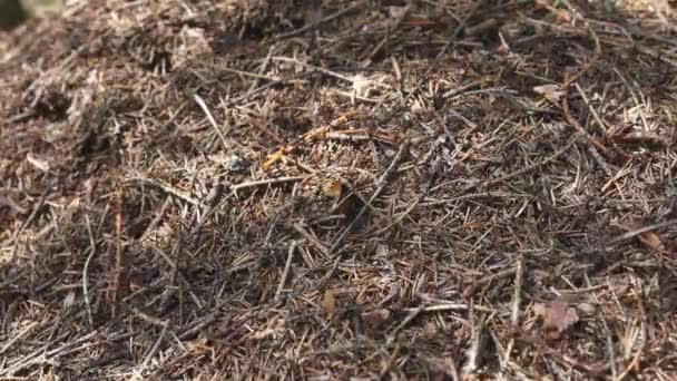 夏の森のアリのコロニーとの大きな蟻塚 — ストック動画