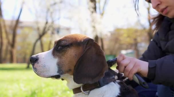 Bir Kız Köpeğini Bir Fırçayla Çimenlikte Kaşır Hayvan Dostu Kavram — Stok video