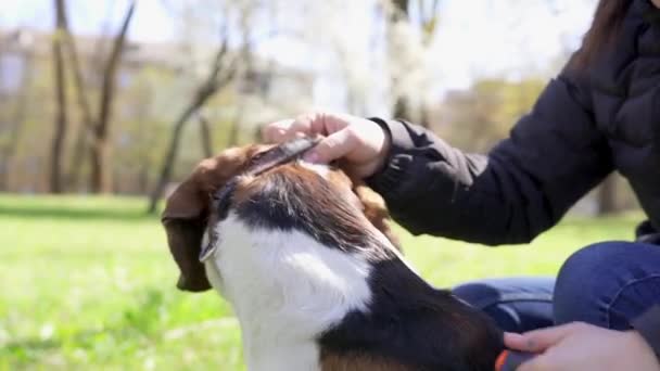 Ένα Κορίτσι Γρατζουνάει Σκύλο Της Στο Γκαζόν Μια Βούρτσα Φιλική — Αρχείο Βίντεο