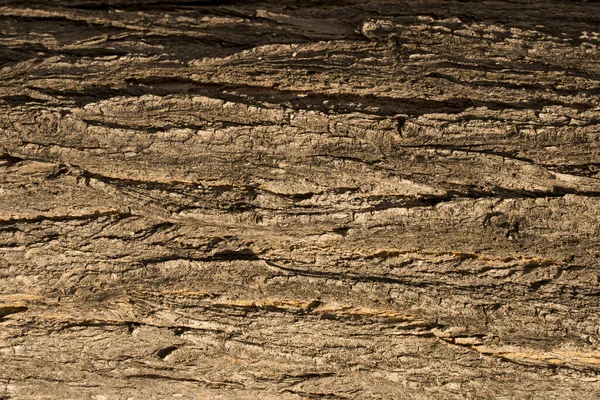 Textura Casca Árvore Fundo Tronco — Fotografia de Stock