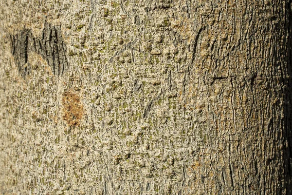 Träd Grön Bark Struktur Baklucka Bakgrund — Stockfoto