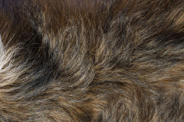 Dog hair texture. Animal fur close-up.