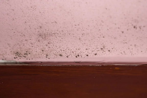 Black mold on a pink damp wall next to a wooden skirting board. Humidity texture.