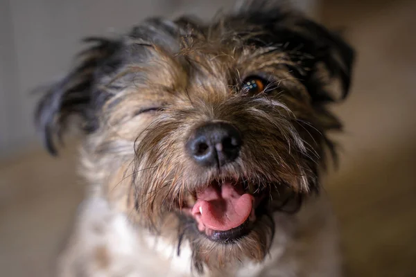 Göz kırpan ve gülümseyen bir köpeğin portresi.