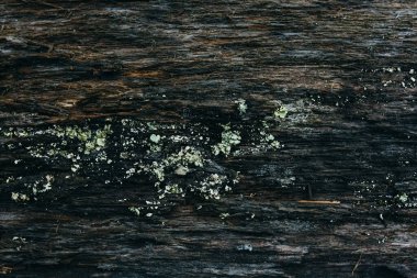 Eski ağaç kabuğu yakın plan dokusu