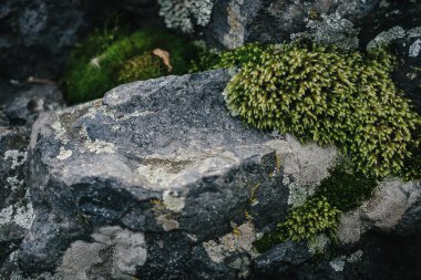 Ormanda yosunlarla kaplı renkli taşlar.