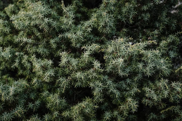 Cubierta Cerca Coníferas Verdes — Foto de Stock