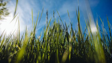 Bulutlu mavi gökyüzüne karşı taze çimlerin alçak açılı görüntüsü. özgürlük ve yenilenme kavramı