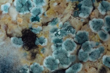 Petri kabında küf büyüyor. Yakın plan..