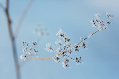 Mavi arka plandaki sürahideki bitki..