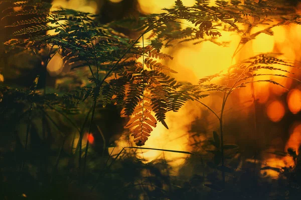 Belle Forêt Fougères Sauvages Feuilles Transparentes Coucher Soleil — Photo