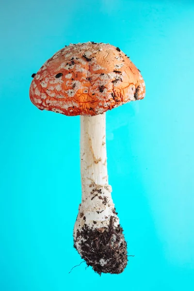 red mushroom poison on a blue background