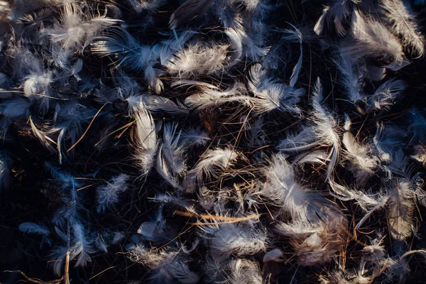 Feathers of a bird is lying on the ground. Bird feather