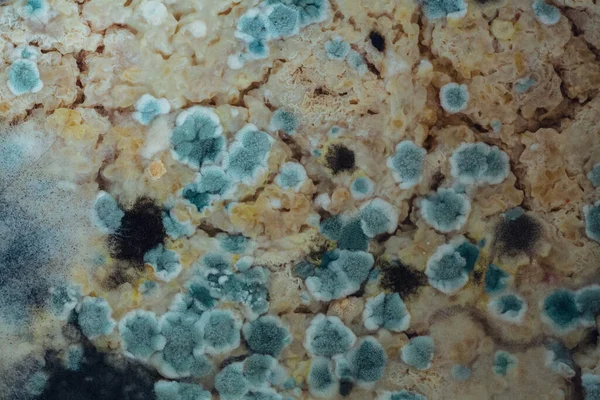 Mold growing on a petri plate. Close-up.