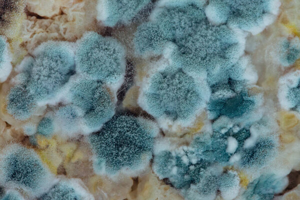 Mold growing on a petri plate. Close-up.
