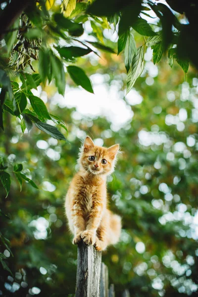 Gatito Rojo Está Tratando Saltar Por Encima Receta Está Asustado Imagen de stock