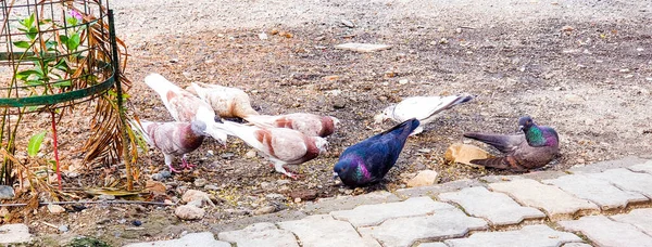 Felsentaube Columba Livia Felsentaube Oder Gemeine Taube Ist Ein Mitglied — Stockfoto