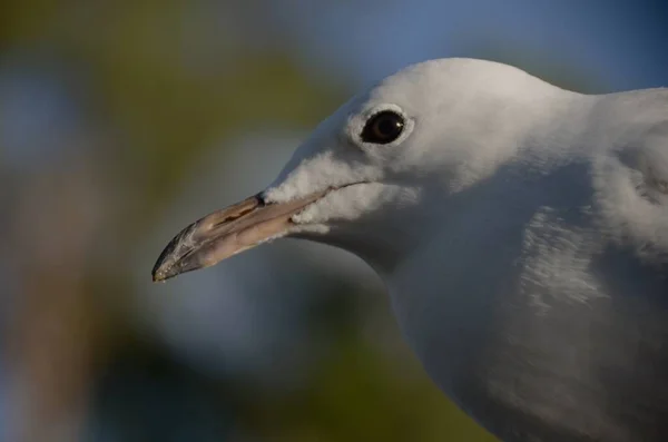 Occhio Acuto Bianco Seagull — Foto Stock