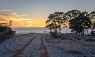 A Winter freezing morning in Mulligans Flat Nature Reserve, Australian Capital Territory clipart
