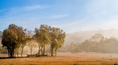 Avustralya 'nın başkenti Canberra, Avustralya' da Mulligans Düzlük Doğa Koruma Alanı 'nda sisli bir kış sabahı