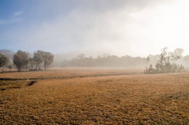 Avustralya 'nın başkenti Canberra, Avustralya' da Mulligans Düzlük Doğa Koruma Alanı 'nda sisli bir kış sabahı