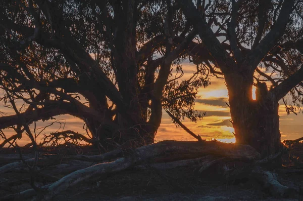 Matin Glacial Hiver Mulligans Flat Nature Reserve Territoire Capitale Australienne — Photo